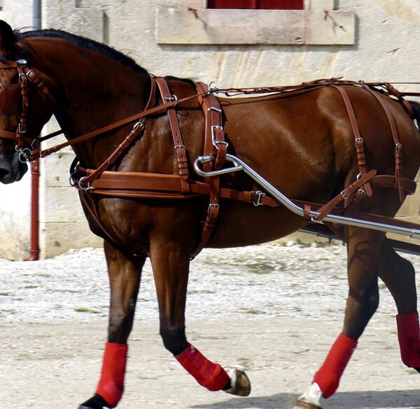 Arnés single leathertec cuero combinable IDEAL EQUESTRIAN